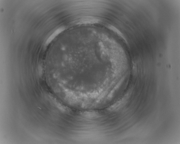 X0000076250874200610122203