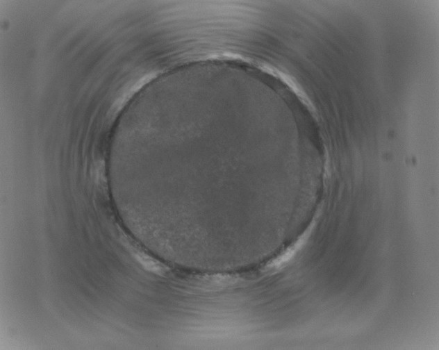 X0000076250881200610122202