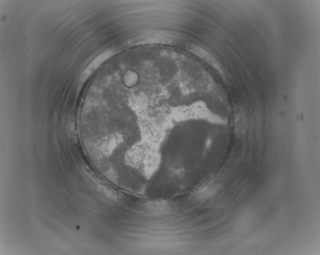 X0000076250882200610122202