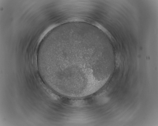 X0000076250886200610122202