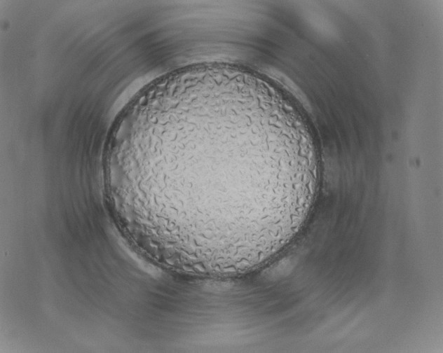 X0000076250890200610122202