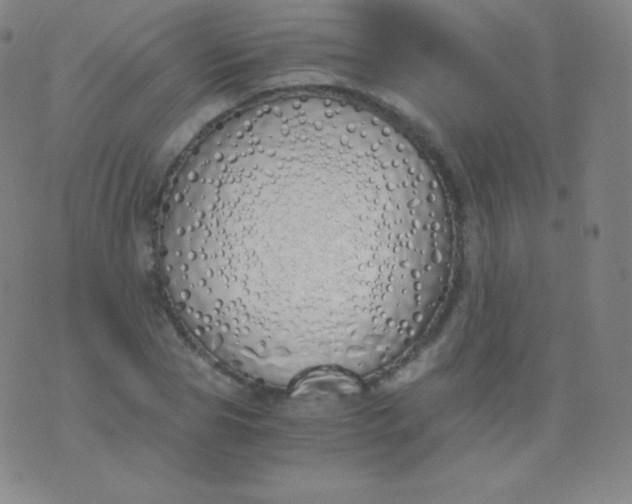 X0000076250929200610122201