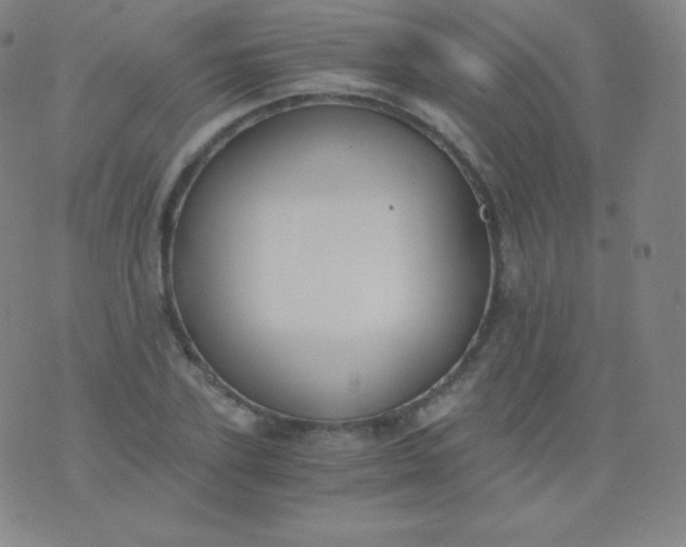 X0000076250931200610122201