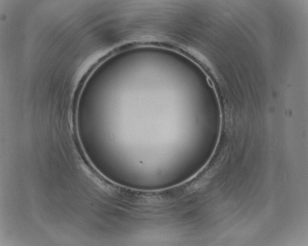 X0000076250935200610122202