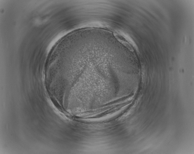 X0000076250944200610122202