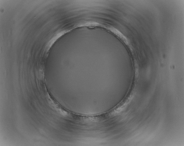 X0000076250945200610122202