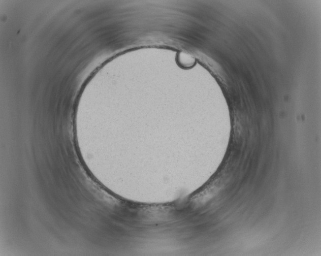 X0000076250950200610122202