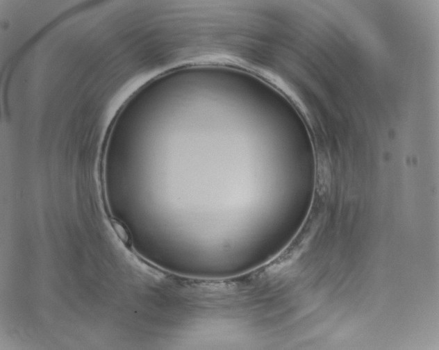 X0000076250959200610122202