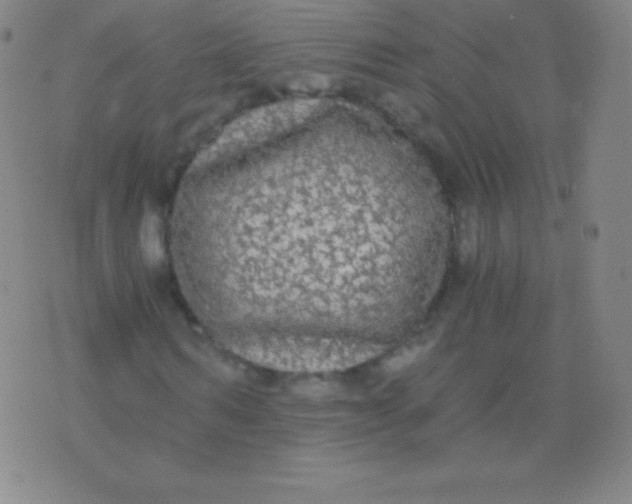 X0000076250962200610122201