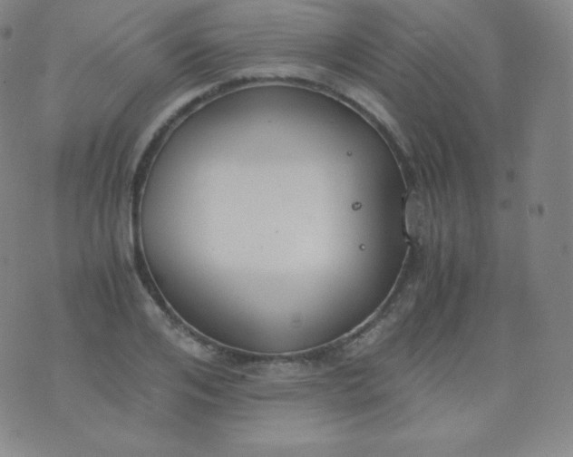 X0000076250984200610122201