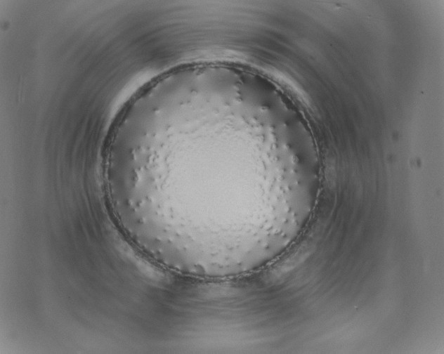 X0000076250990200610122201