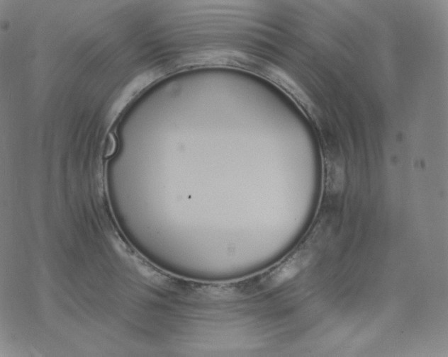 X0000076250994200610122201