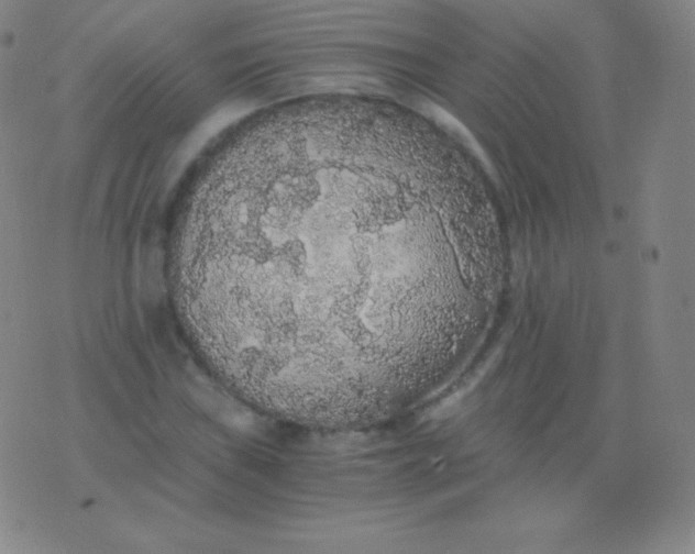 X0000076251019200610122200