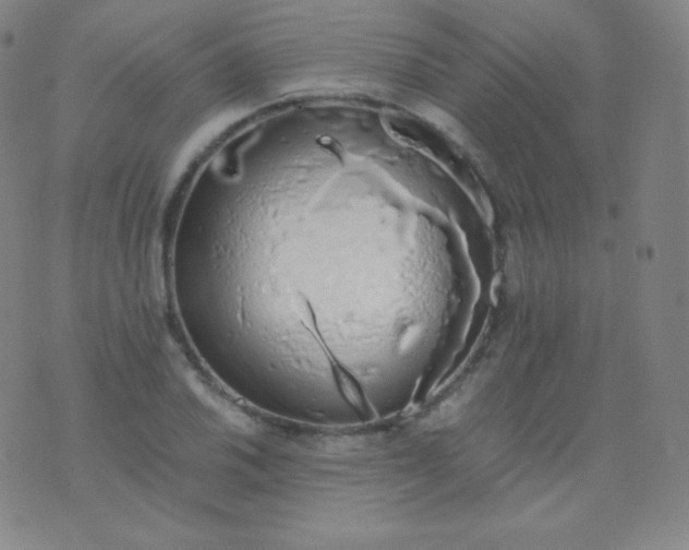 X0000076251030200610122200