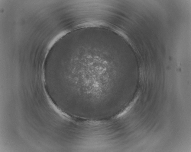 X0000076251034200610122200