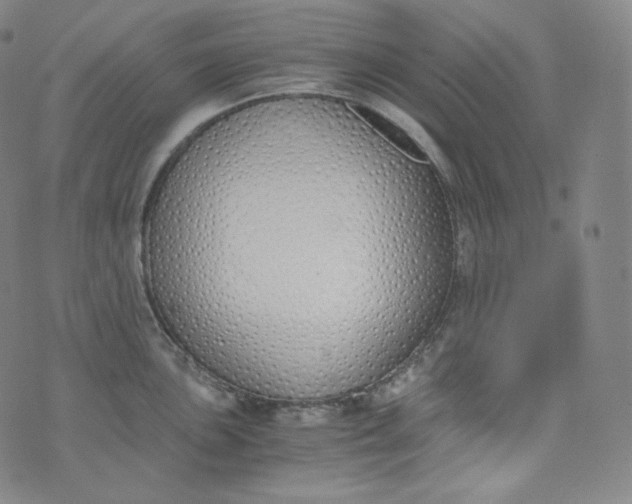 X0000076251051200610122200