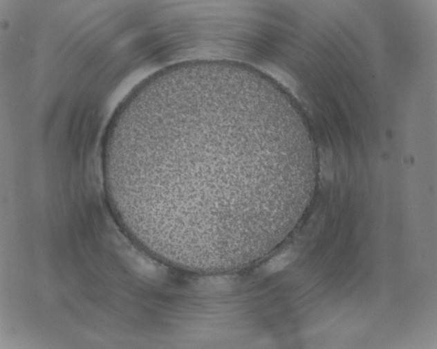 X0000076251078200610122159