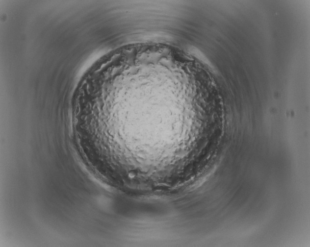 X0000076251079200610122159