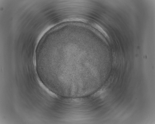 X0000076251084200610122159