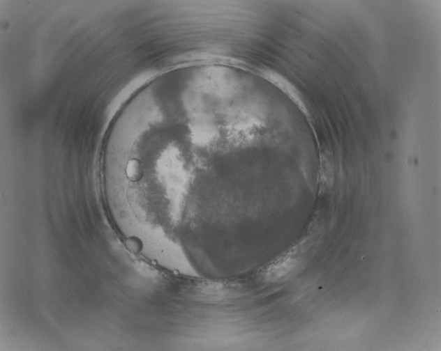 X0000076251098200610122159