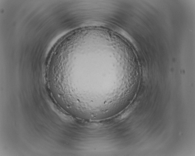 X0000076251124200610122158