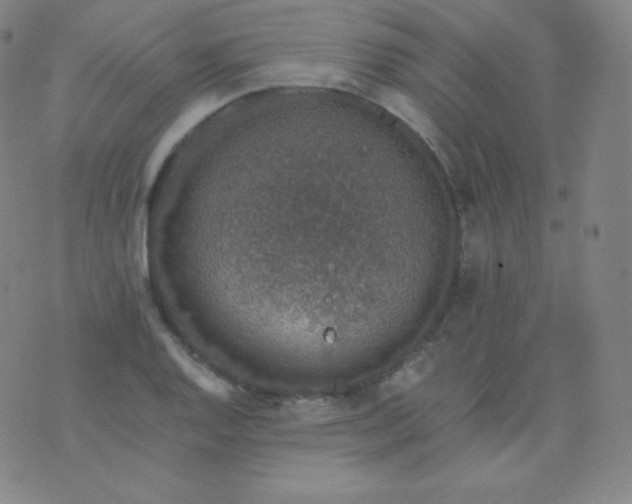 X0000076251128200610122158