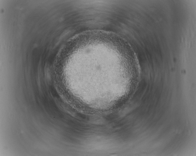 X0000076251154200610122158