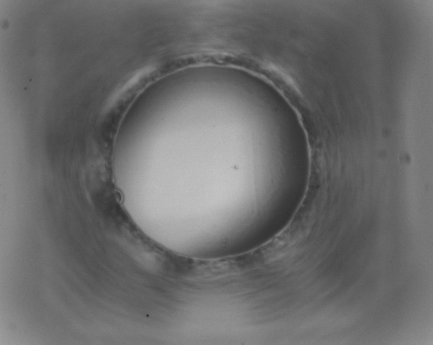 X0000076251159200610122158