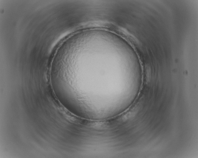 X0000076251166200610122158