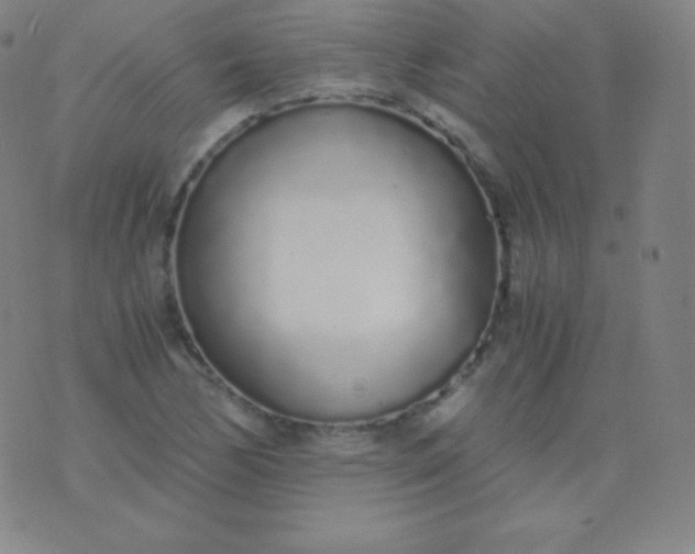 X0000076251170200610122158