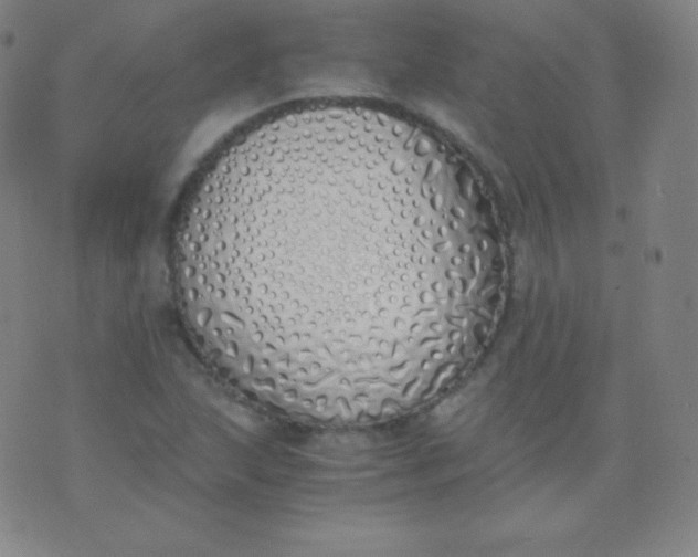 X0000076251215200610122157