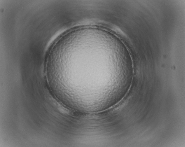 X0000076251216200610122157