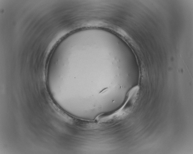 X0000076251232200610122157