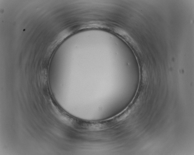 X0000076251233200610122157