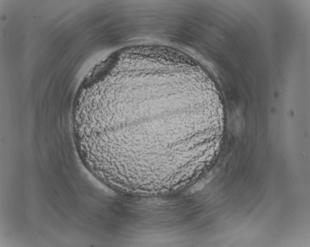 X0000076251239200610122157