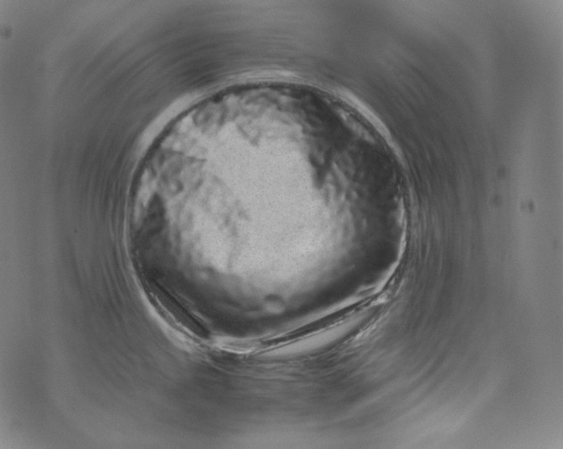 X0000076251245200610122157