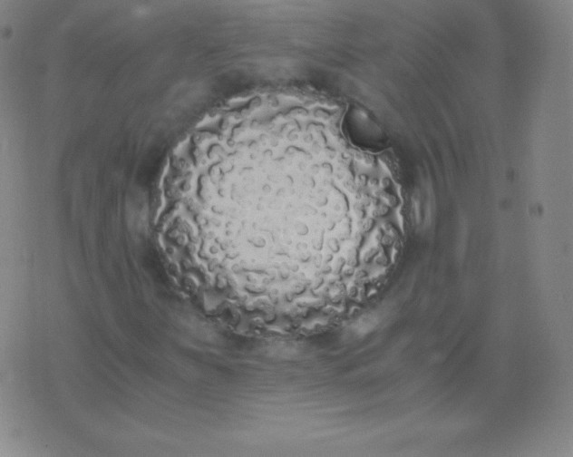 X0000076251251200610122156