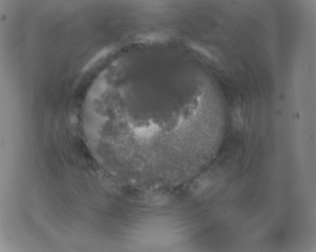 X0000076251254200610122156