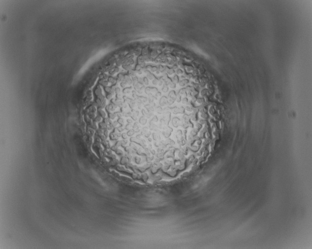 X0000076251255200610122156