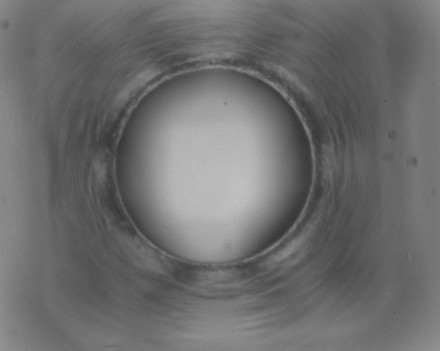 X0000076251257200610122156