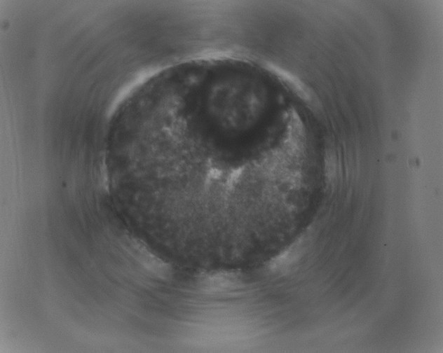 X0000076251262200610122156