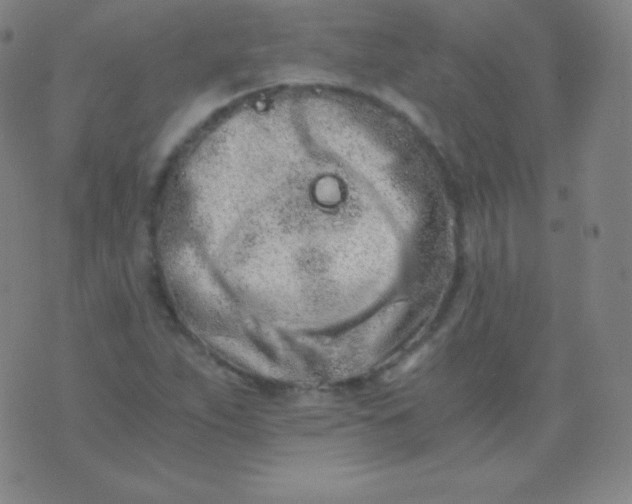 X0000076251263200610122156