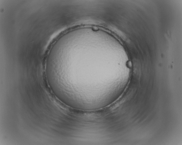 X0000076251264200610122156