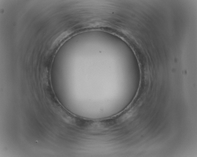 X0000076251265200610122156