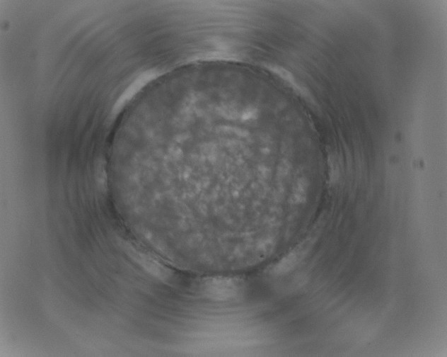 X0000076251266200610122156