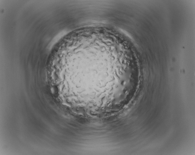 X0000076251267200610122156