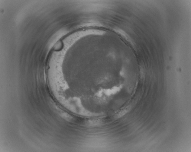 X0000076251274200610122156