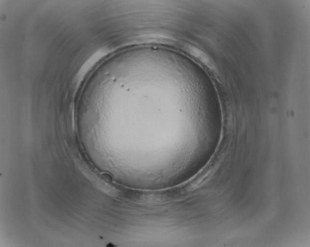 X0000076251275200610122156