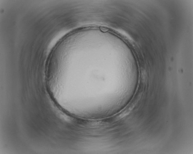 X0000076251279200610122156