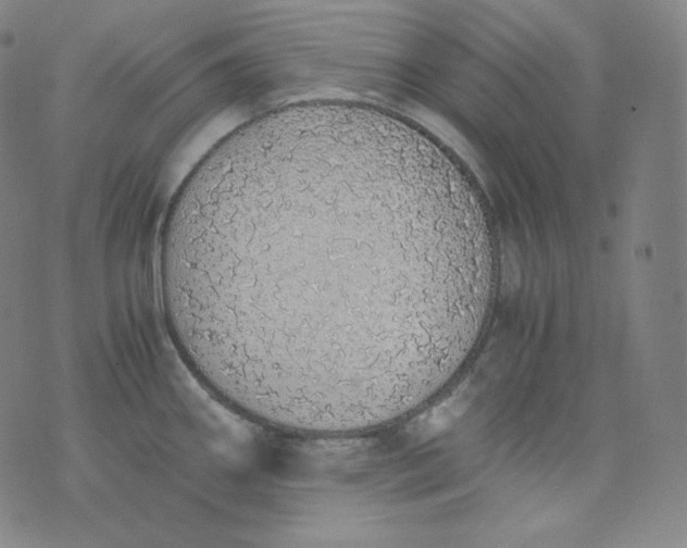 X0000076251290200610122156